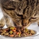 هل طعام القطط الجاف ضار أم لا؟