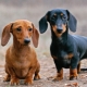 Όλα όσα πρέπει να γνωρίζετε για τα νάνοι dachshunds