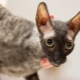 כל מה שצריך לדעת על חתולי קורניקס רקס