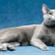 Viskas, ką reikia žinoti apie rusų mėlynąsias kates