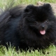 Vše o černém Pomeranian