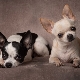 All About Cobbies Chihuahuas