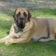 All about the mastiff dog breed