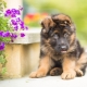 Alles über Deutsche Schäferhund Welpen im Alter von 3 Monaten