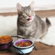 Избор на най-качествената храна за котки