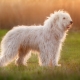 Anjing Gembala Rusia Selatan: piawaian baka dan kandungan