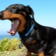 Răng của Dachshund: khi nào chúng thay đổi với một con chó con và làm thế nào để chăm sóc chúng?