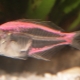 Biban de sticlă de pește de acvariu: descriere, întreținere și reproducere