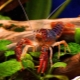 Aquarium crayfish: what are and how to contain them?