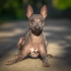 American Naked Terrier: الميزات والمحتوى والتغذية