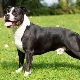 American Staffordshire Terrier: características de la raza y cría