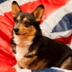 Porecle englezești pentru câini: cele mai bune opțiuni