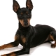 English Toy Terrier: descrição da raça e cuidados com os cães