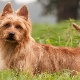Australische Terrier: Beschreibung der Rassen und ihres Inhalts