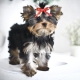 Baby Face ที่ Yorkshire Terriers