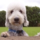 Bedlington Terrier: وصف ومحتوى السلالة