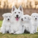 White dogs: color features and popular breeds