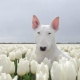 White Bull Terrier: popis a vlastnosti obsahu