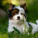 Бял йоркширски териер: как изглежда, как да изберем кученце и да се грижим за него?