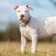 White Staffordshire Terrier: وصف وأسرار رعاية الكلاب