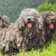 Cane da pastore bergamasco: caratteristiche della razza, educazione e mantenimento