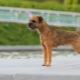 Border Terrier: mô tả giống, giáo dục và bảo trì