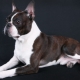 Boston Terrier: mô tả giống, màu sắc, cho ăn và chăm sóc