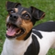 الكلب البرازيلي: وصف السلالة والصيانة والرعاية