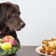 Как и как да се хранят кучета?