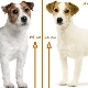 ¿Cuál es la diferencia entre el Parson Russell Terrier y el Jack Russell Terrier?