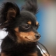 Černý ruský toy teriér: jak vypadají psi a jak se o ně starat?