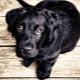الكلاب السوداء: ميزات اللون والسلالات الشعبية