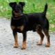 Black Jack Russell Terrier: Regeln für Aussehen und Inhalt