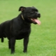 Black Staffordshire Terrier: como e como cuidar dele?