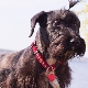 Cseh terrier: fajtajellemzők, karakter, hajvágás és tartalom