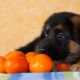 Цитрусови плодове за кучета: възможно ли е да давате, какви са ползите и вредите?