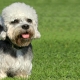 Dandy-dinmont terrier: характеристики на породата и съвети за отглеждане на кучета