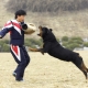 Rottweiler đào tạo tại nhà
