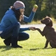 تدريب الجراء والكلاب البالغة: الميزات والأوامر الأساسية