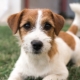 Jack Russell Terrier Brocken: vlastnosti, ako sú vlasy, starostlivosť o psov