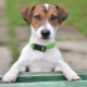 Jack Russell Terrier: opis plemena, charakter, štandardy a obsah
