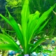Ехинодорус: описание на аквариумно растение, видове и съдържание