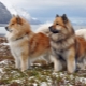 Eurasiers: penerangan baka anjing, perangai dan penjagaan asas