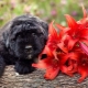 פלובריה בובייה: תיאור גזע הכלבים, טמפרמנט וטיפול