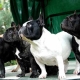 Bulldog Perancis: semua maklumat baka
