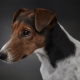 Smooth Fox Terrier: Wie sehen sie aus und wie halten sie sie?