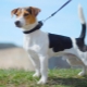 Smooth Jack Russell Terrier: vzhľad, charakter a pravidlá starostlivosti