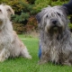 Glen of Imaal Terrier: Popis írskeho plemena a starostlivosť o psov