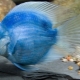 أسماك الببغاء الزرقاء: وصف وتوصيات للمحتوى
