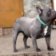 Blaue Französische Bulldogge: Wie sieht es aus und wie pflegt man es?